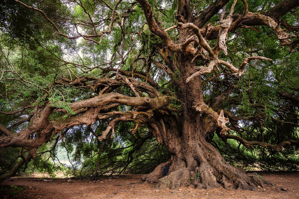 Image of an olive tree